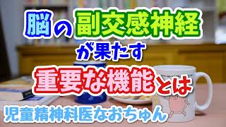 脳の中の副交感神経たちは、こんな大事な役割を担ってる!!【児童精神科医なおちゅん712】