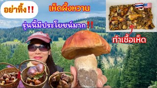 เก็บเห็ดผึ้งหวานแก่🍄🍄เอามาทำเชื้อเห็ดปลูกง่ายๆ เห็ดงอก100% บอกวิธีทำเชื้อเห็ด ep.22