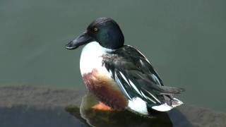 自慢の羽を広げるカモ (野鳥HD)