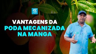 VANTAGENS DA PODA MECANIZADA NO CULTIVO DA MANGA