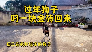 鐵牛旅行記635集/過年狗子在外面叼一塊金磚回來，原來狗子在農村過年也懂初三抱金磚#狗是人类最忠诚的朋友 #dog #自驾游 #中国农村春节