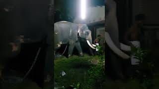 പുത്തൻകുളം മോഹനകൃഷ്ണൻ @ sreevallabha temple #thiruvalla #temple #keralaelephant #mohanakrishnan