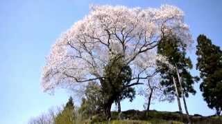 東和祭田の桜の近くの桜