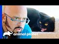 Jackson Saves Aggressive Cat From Being 