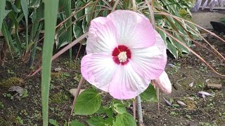 My cold hardy hibiscus first bloom of the year !