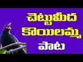 chettu meeda koilamma o koilamma viplava geetahlu telangana songs janagaanam