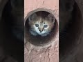 Мама кошка зовет котят shorts котики cats