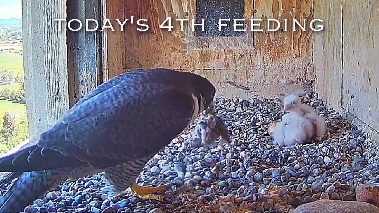 36рџ Falcon Nest пјџbox Camera Falconcam Project Live Youtube