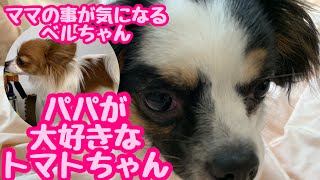 【パピヨン🐶ベルトマトちゃん】papaに甘える2代目犬トマトちゃんと何かを気にかけてる先住犬ベルちゃん