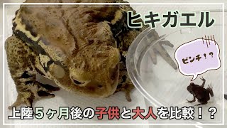 【飼育】「大人のヒキガエル」と「上陸５カ月の子ガエル」の＜見た目＞を比較！？