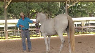 How to help horses that destinate!