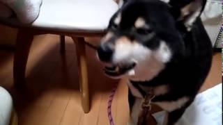 【柴犬癒しch】‎ お誕生日ケーキを食べる！！ ＜Shiba Inu Lover＞I eat cake!!