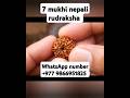 top quality 7 mukhi nepali rudraksha #youtubeshorts #shorts #nepalirudraksha #rudraksha