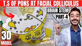 pons anatomy 3d | transverse section of pons at level of facial colliculus | bra
