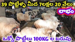 39 పొట్టేళ్ళ మీద 7లక్షల 20వేల లాభం!!ఒక్కో పొట్టేలు 100KG ల బరువు sheep farming in Telugu ALIKHANKRK