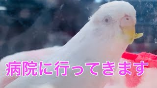 【budgies updateセキセイインコ】くちばし割れちゃった…Going to the hospital.＃budgies#セキセイインコ＃goat#ヤギ＃parakeets#ウロコインコ