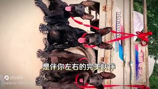 “300元抢黑狼犬！最强护卫犬低价大放送，机会不容错过！”