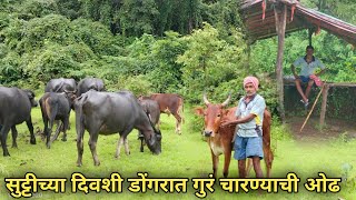 सुट्टीच्या दिवशी डोंगरात गुरं चारण्याची ओढ 👌👍🥰
