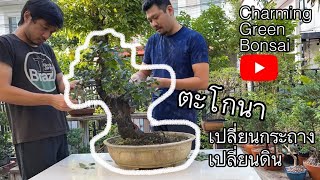 EP:3 เปลี่ยนกระถางต้นตะโกนา Change the new pot ebony by Charming green