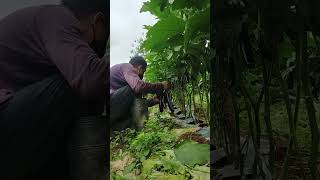 Talong Farming Bukidnon Philippines