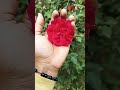 গোলাপী গোলাপ pink rose growths🌹 music song flowers growth garden rose youtube shorts video