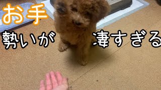 お手の勢いが凄すぎるトイプードルが可愛すぎる【toy poodle】Paw too cute dog. How to train a puppy.