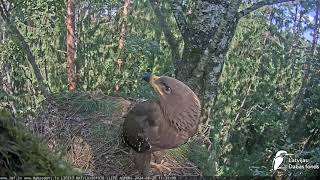 LDF. Piegāde. Fonā atskan sveša ērgļa bērna balss.Delivery. A foreign baby eagle in the territory.