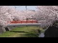 貫川沿いの桜