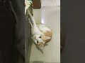 Kucing...d omelin emak 😂 #cat #catlover #gatos #kucing #viralvideo #funny #videokucing  #shorts