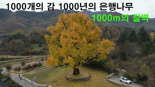 1000개의 감 1000년의 은행나무 1000m의 절벽 바위 비박 스토리