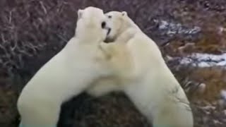 Male Polar Bear Fight Practice | Vets in the Polar Bear Wild | BBC Studios
