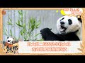 FULL｜苏大苏二饲养员夺鞋大战 鑫鑫崽爬树频频炫技｜《熊猫一家人Panda‘s Family》｜EXTRA 02｜MangoTV