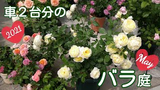 満開を迎えた車２台分のバラ庭🌹【鉢栽培】