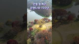 700년된 은행나무 가장넓은 가지둘레를 자랑하는 안동 용계리 은행나무 역시 가을 은행나무