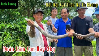 Đoán Lầm Con Rắn Này 3Kg Hết Nói Cái Thân Nó To Nóng Lạnh | Mười Thương Săn Bắt