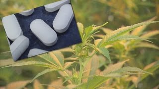 Could Pot Be Used To Treat Painkiller Addiction?