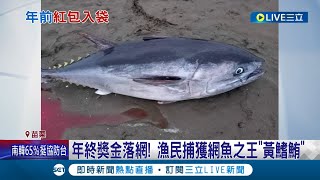 年終獎金自投落網? 苗栗漁民捕獲\