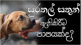 සුරතල් සතුන් ඇතිකිරීම පාපයක්ද?