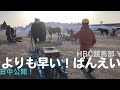 朝調教に潜入！hbc競馬部youtubeで近日中に公開！