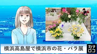 横浜高島屋で横浜市の花・バラ展　AIアナ・５月９日／神奈川新聞（カナロコ）