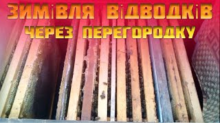 Як організувати успішну зимівлю двох слабких сімей та відводків бджіл в одному вулику