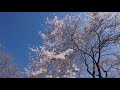 【桜 開花情報】3月21日 神奈川県立 三ツ池公園の枝垂れ桜