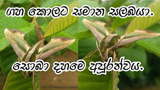 සොබා දහම මෙි තරම් අපූරුද|thuru tv.