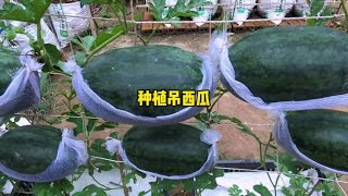 #家庭种植 #阳台种菜  #新农人计划2023 吊西瓜种植的方法