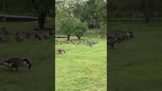 Geese/goslings I, Kew Gardens, Richmond, London, UK, 09/06/24 #kewgardens #gardens #geese #goslings