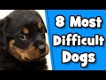 Difficult Dog Breeds - 8 Worst Dogs For First Time Owners
