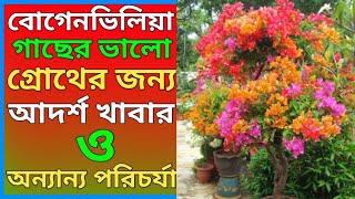 বোগেনভিলিয়া গাছে ভালো গ্রোথের জন্য আদর্শ খাবার ও অন্যান্য পরিচর্যা||Bougainvillea Plant Care#