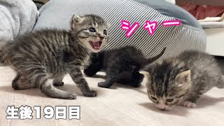 先住猫にお尻を嗅がれてシャーしちゃう子猫【ゲンハピノン成長日記#14】Kittens at 19 days old