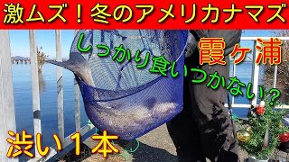 【霞ヶ浦】冬のアメリカナマズは食い渋る！激ムズ