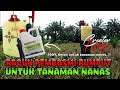 Cara membeli racun rumput secara online | Herbisida untuk membasmi rumput pada tanaman nanas